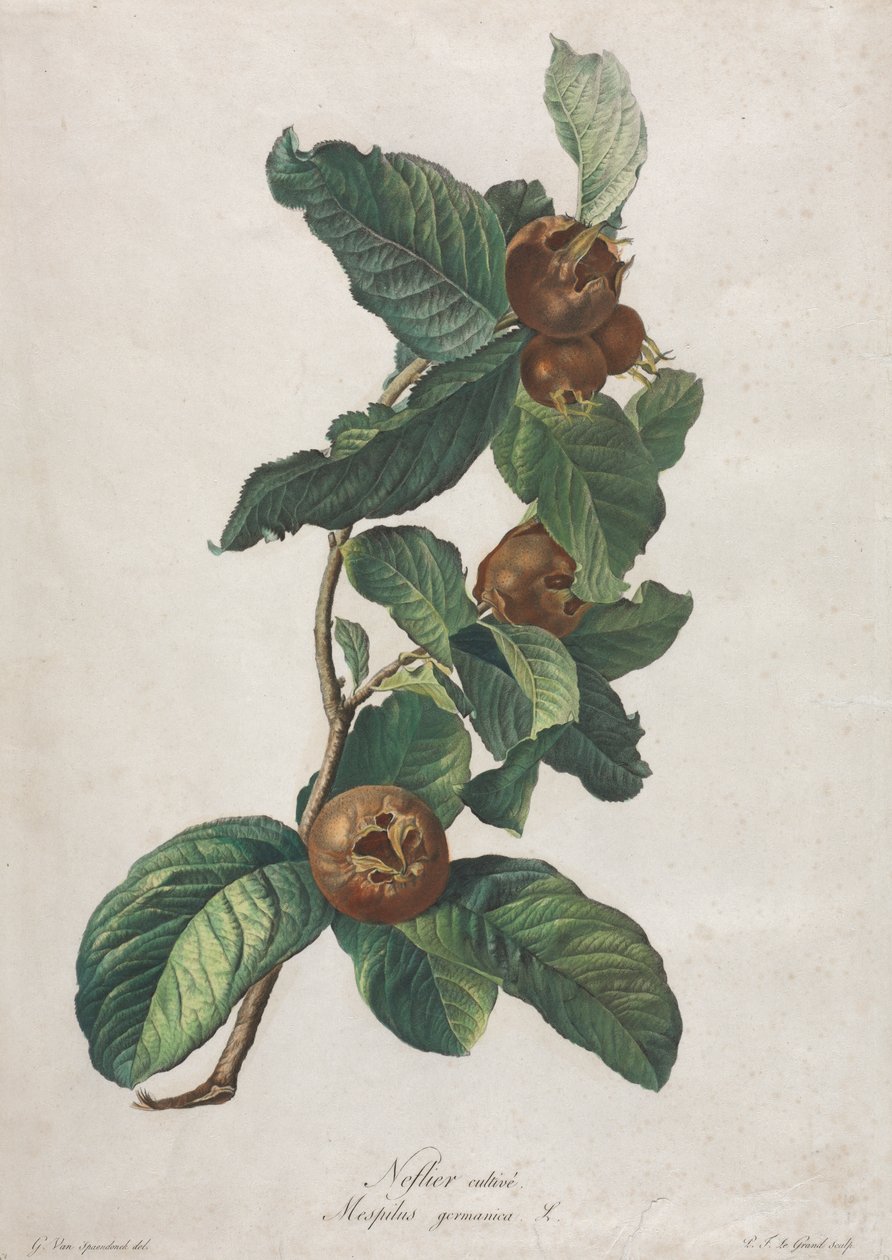 Kultiveret mispel (Mespilus germanica) af Gerard van Spaendonck