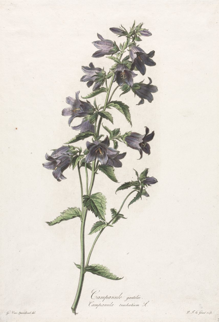Blomster hentet fra naturen: Klokkeblomst af Gerard van Spaendonck