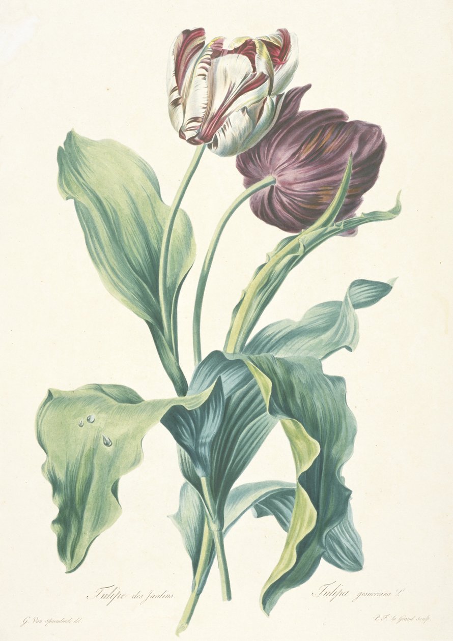 Havetulipan, fra blomster tegnet fra naturen, ca. 1800 af Gerard van Spaendonck