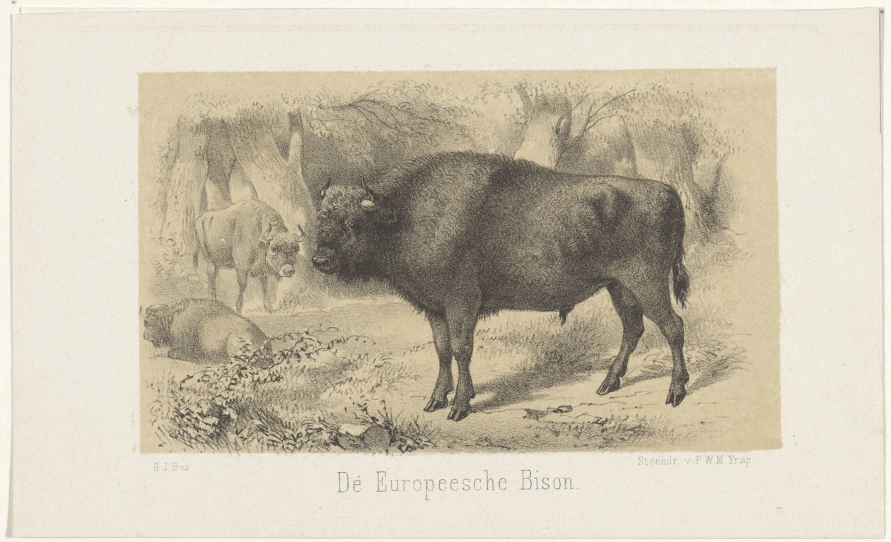 europæisk bison The European Bison (titel på objekt) af Gerardus Johannes Bos