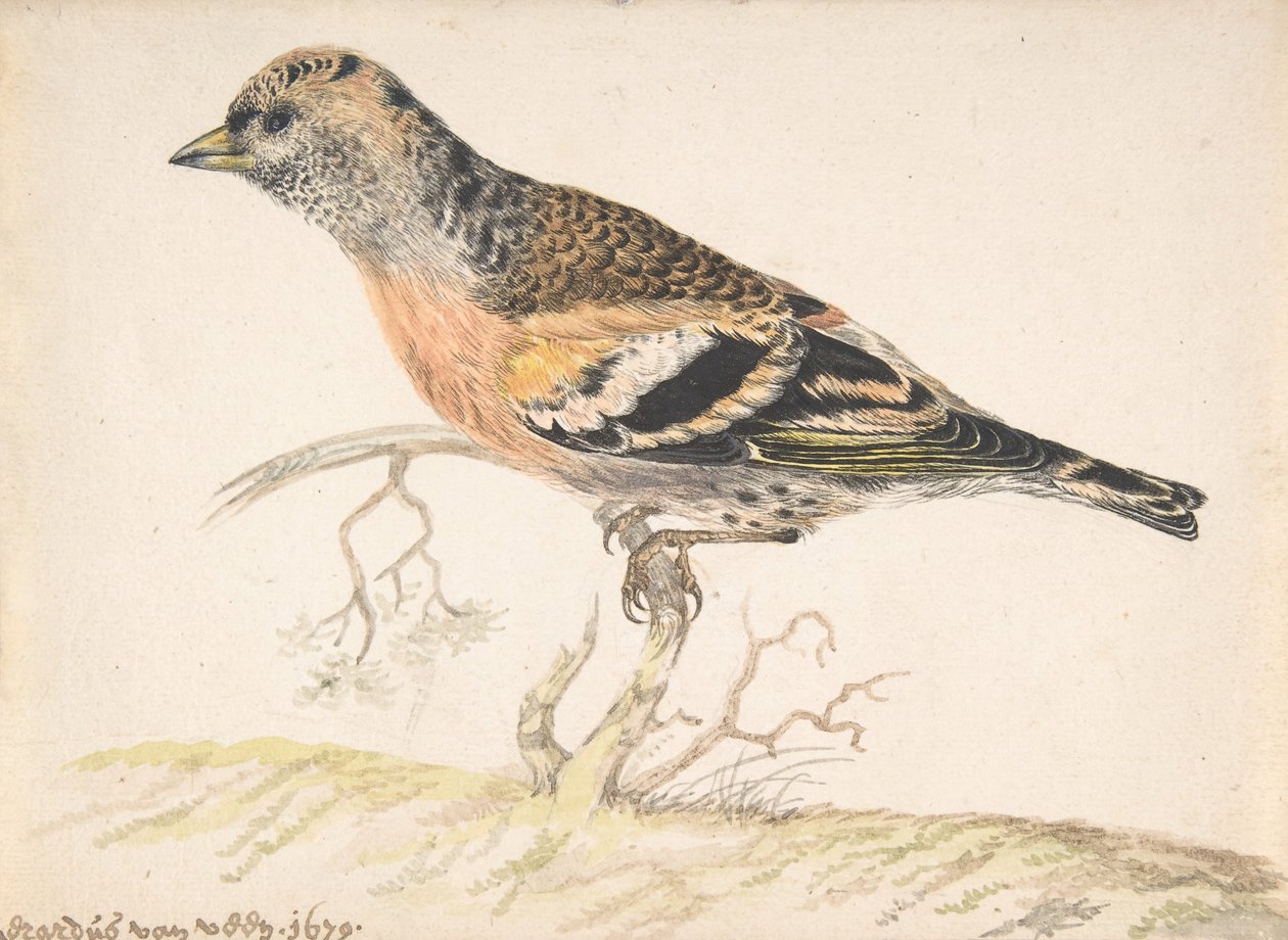 Bramling Fringilla Montifringilla, 1679. af Gerardus van Veen