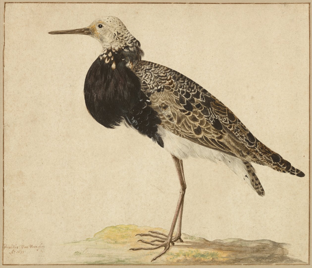 Stående ruf af Gerardus van Veen