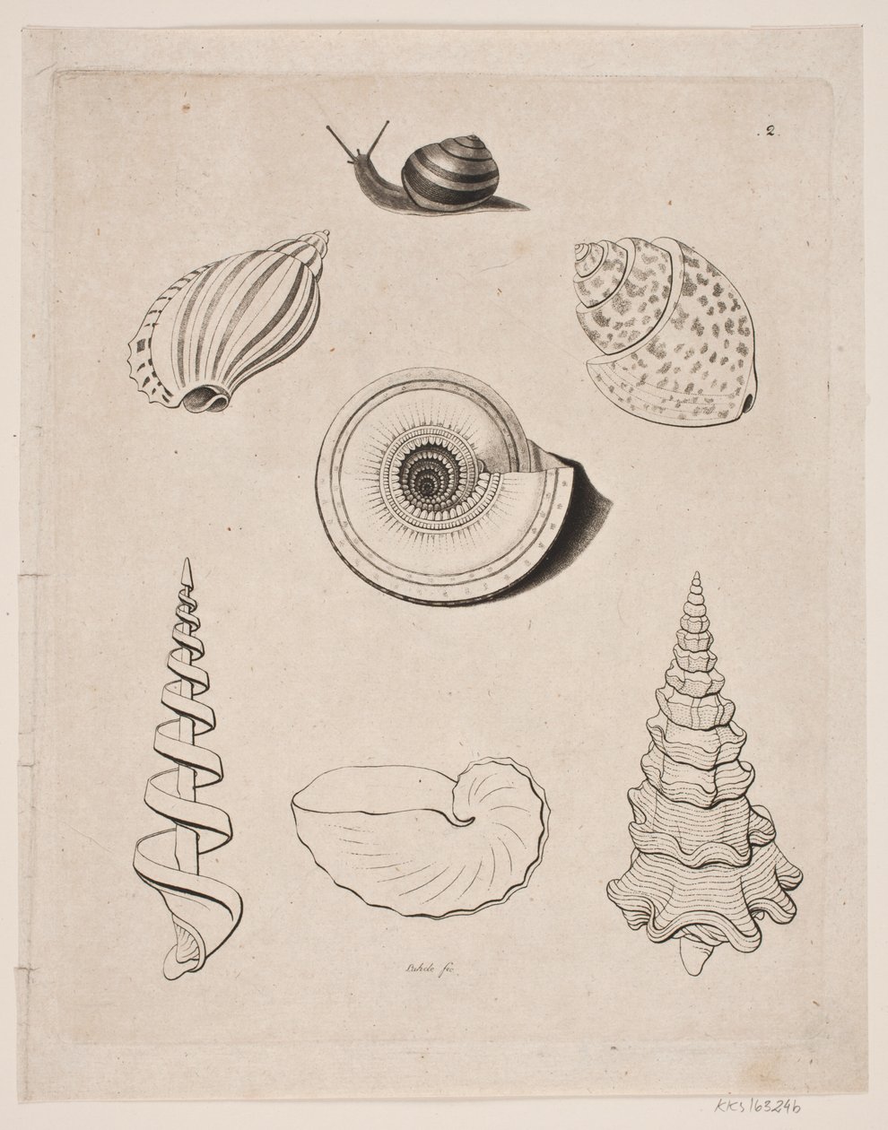 Tavle med snegle af Gerhard Ludvig Lahde