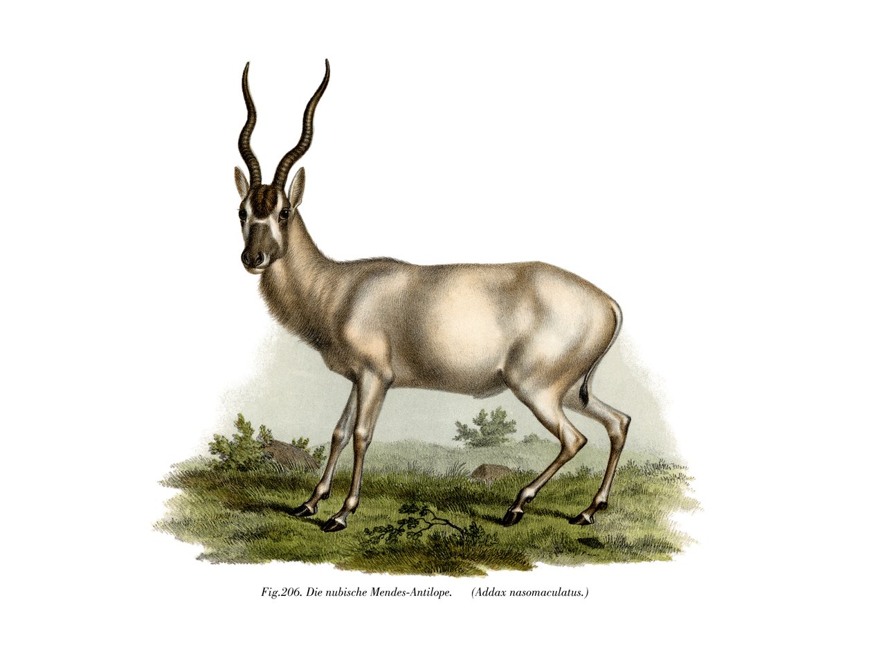 Adadax, 1860 af German School