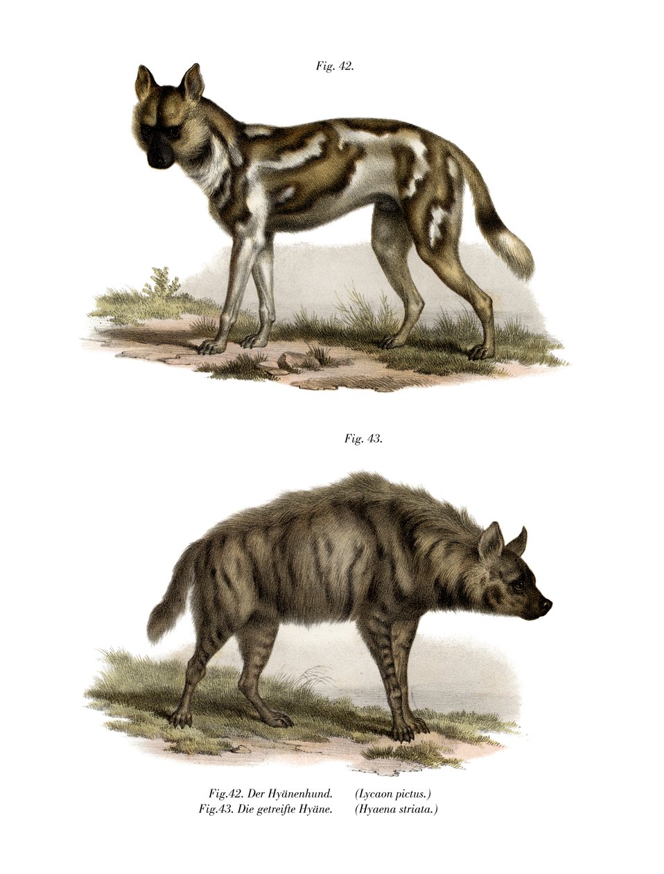 Afrikansk vildhund, 1860 af German School