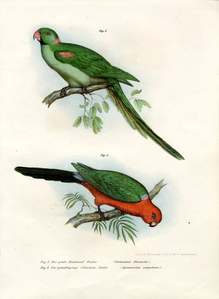 Alexandrine Parakeet, 1864 af German School