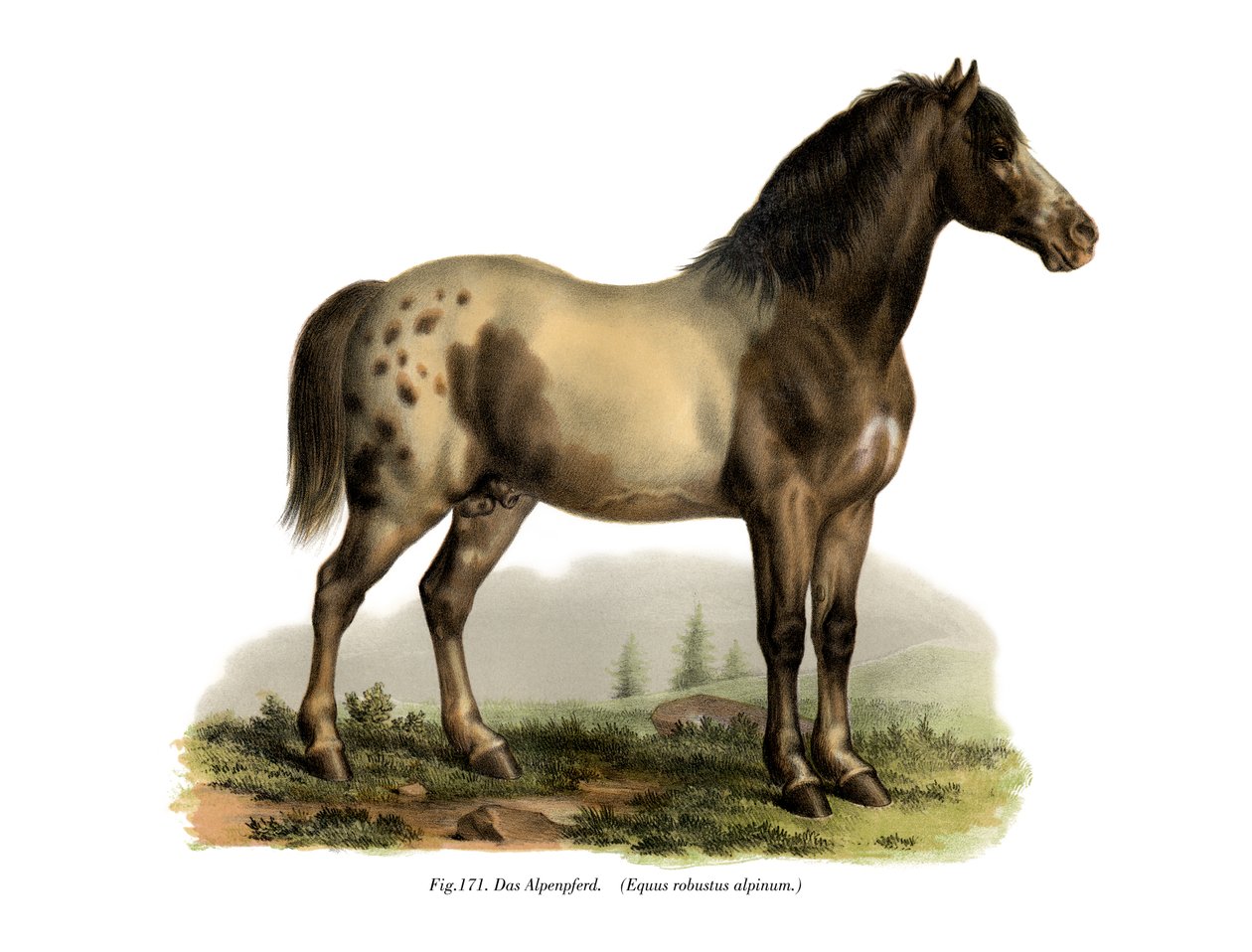 Alphest, 1860 af German School