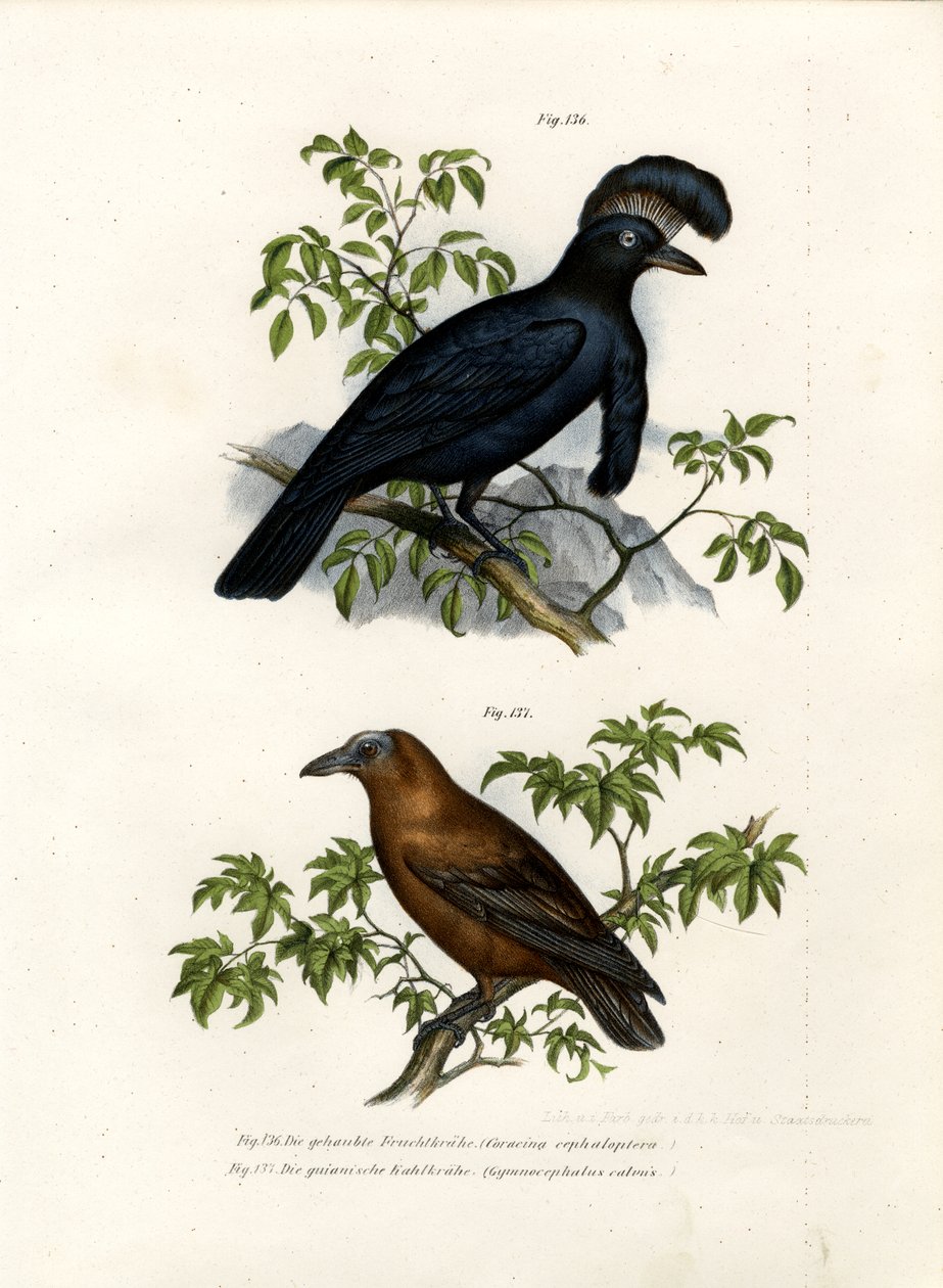 Amazonas paraplyfugl, 1864 af German School