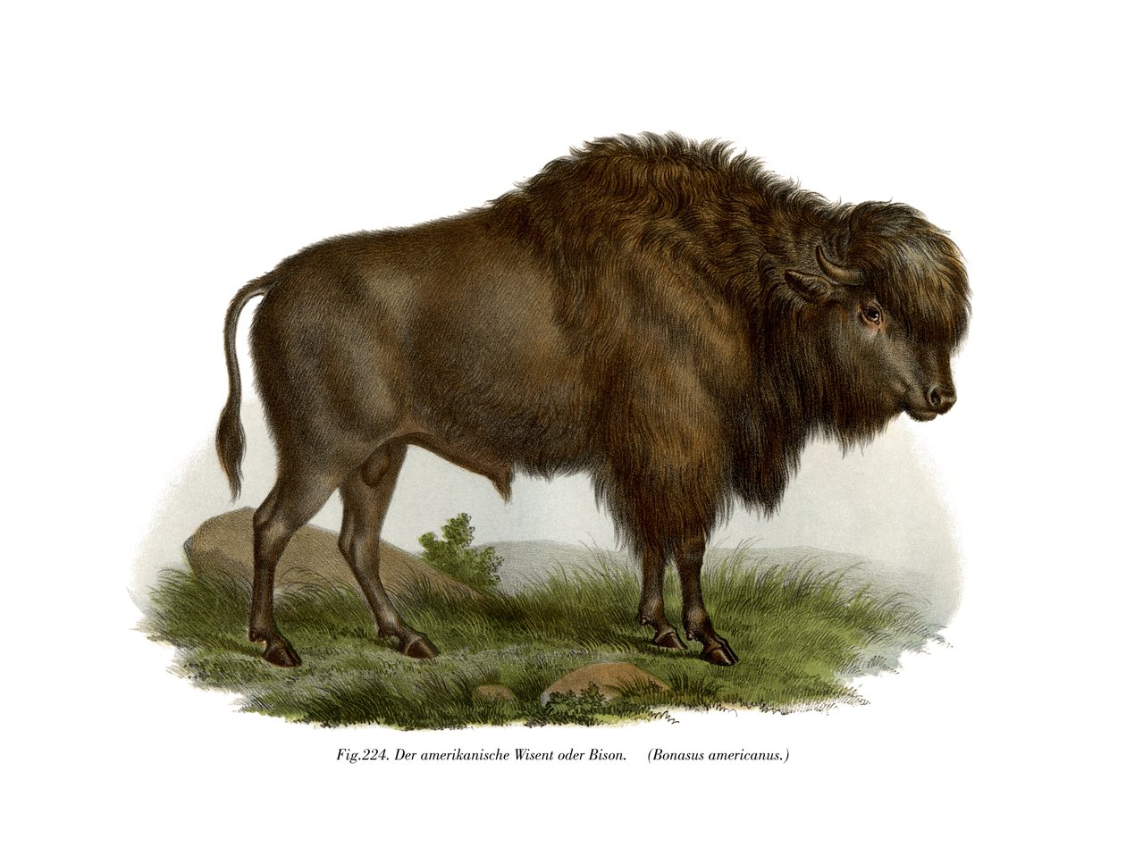 American Bison, 1860 af German School