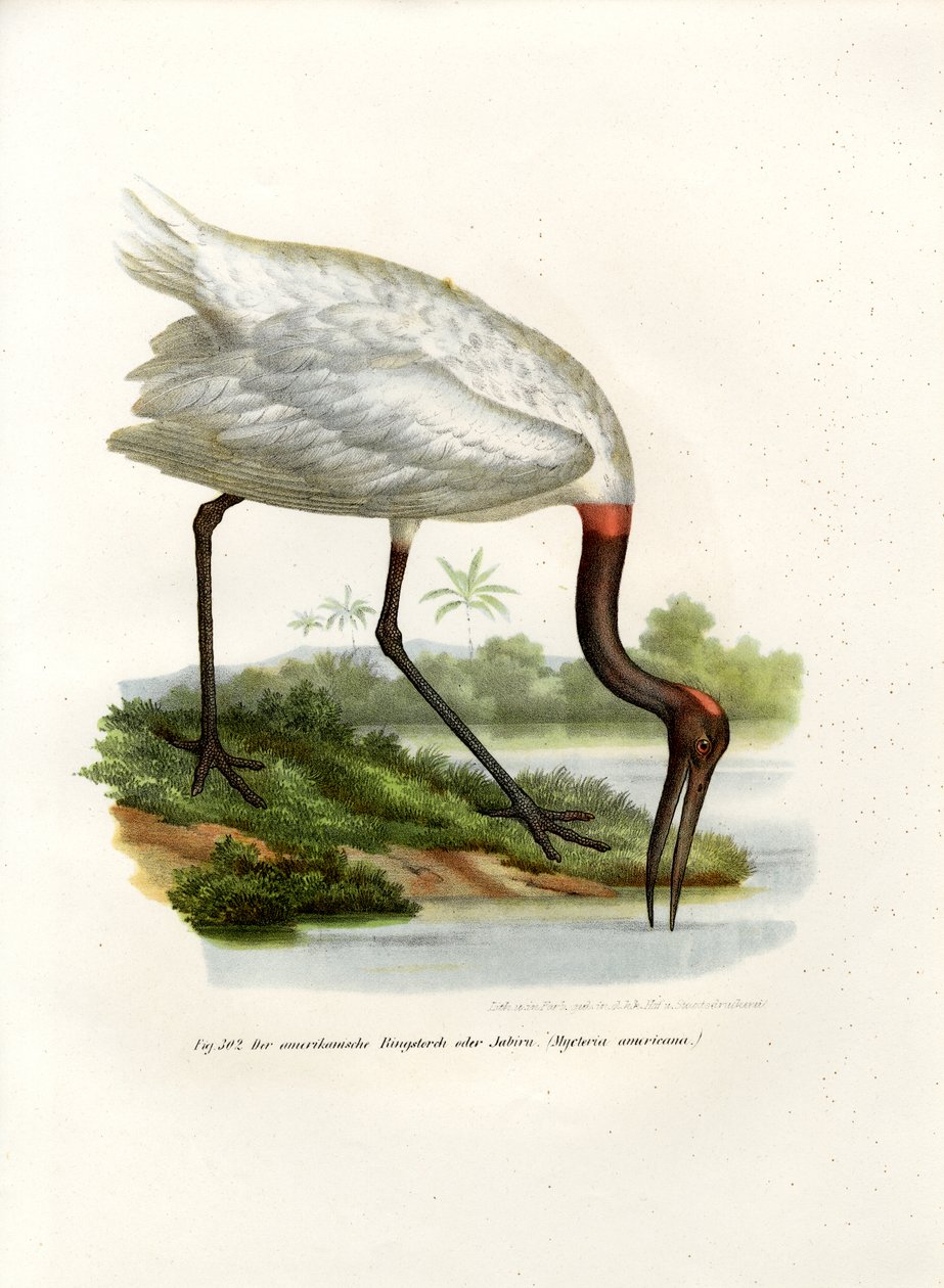 American Wood Ibis, 1864 af German School