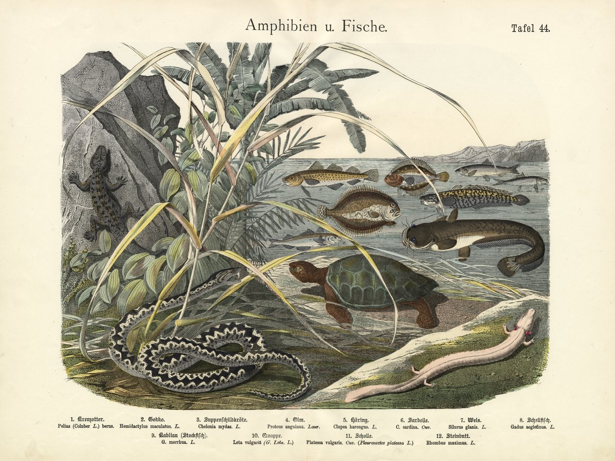 Padder og fisk, ca. 1860 af German School