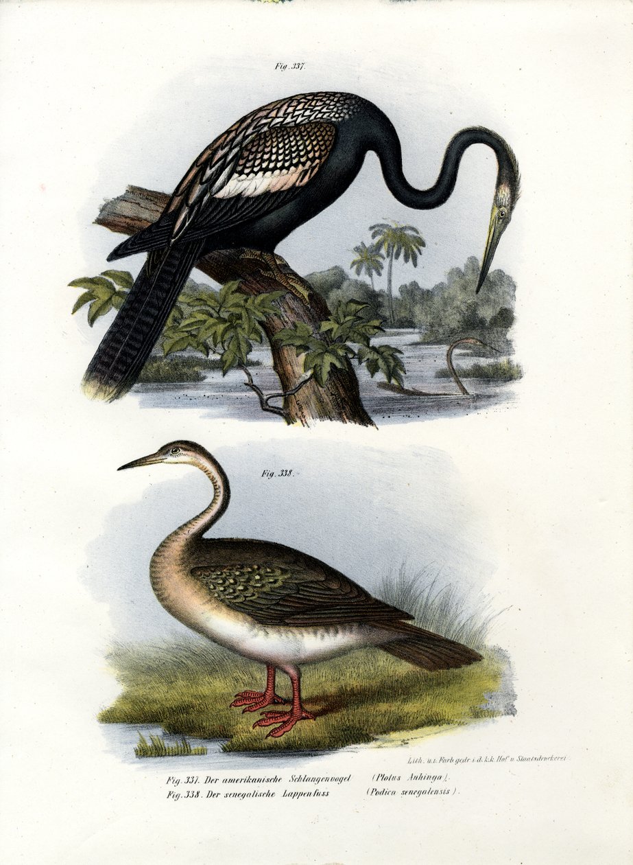 Anhinga, 1864 af German School