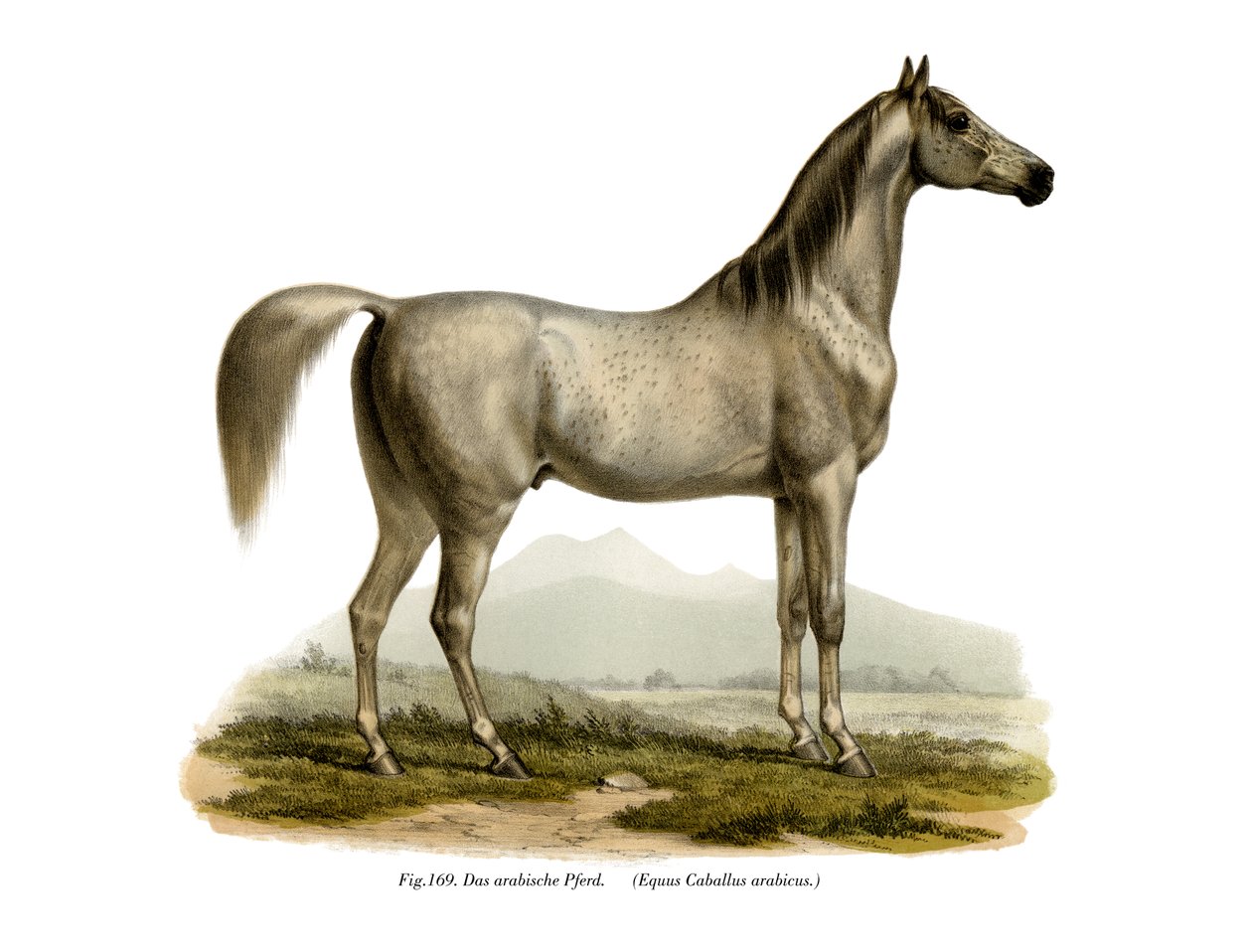 Arabisk hest, 1860 af German School