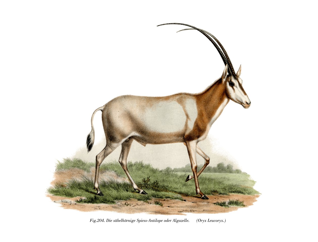 Arabisk Oryx, 1860 af German School