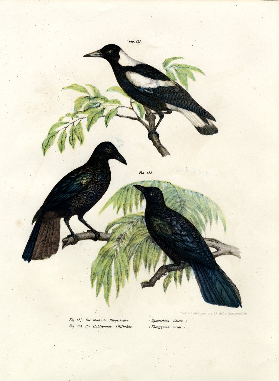 Australian Magpie, 1864 af German School