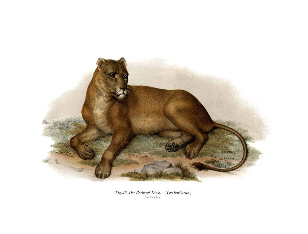 Barbary Lion, 1860 af German School