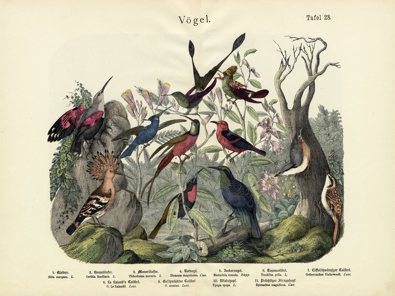 Fugle, ca. 1860 af German School