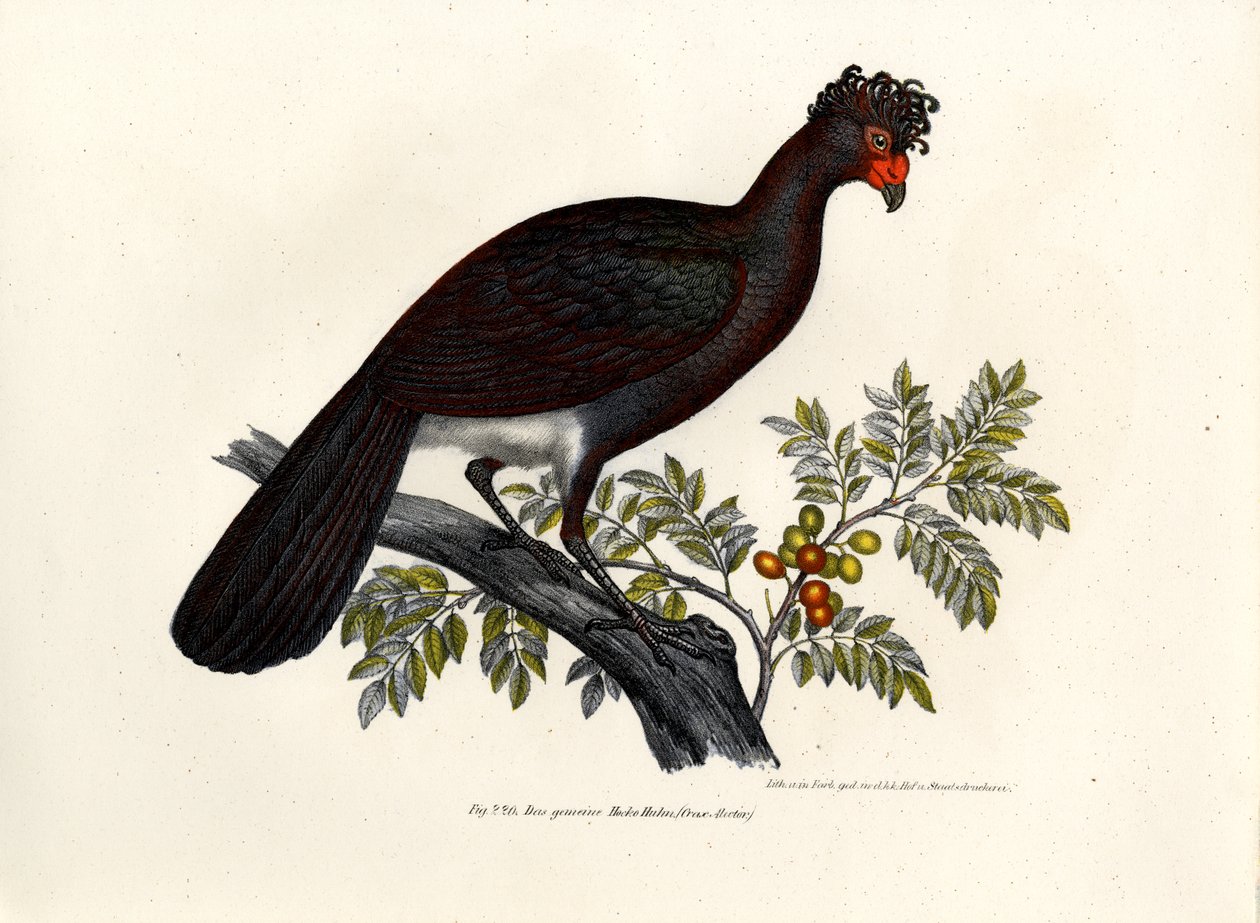 Sorte Curassow, 1864 af German School