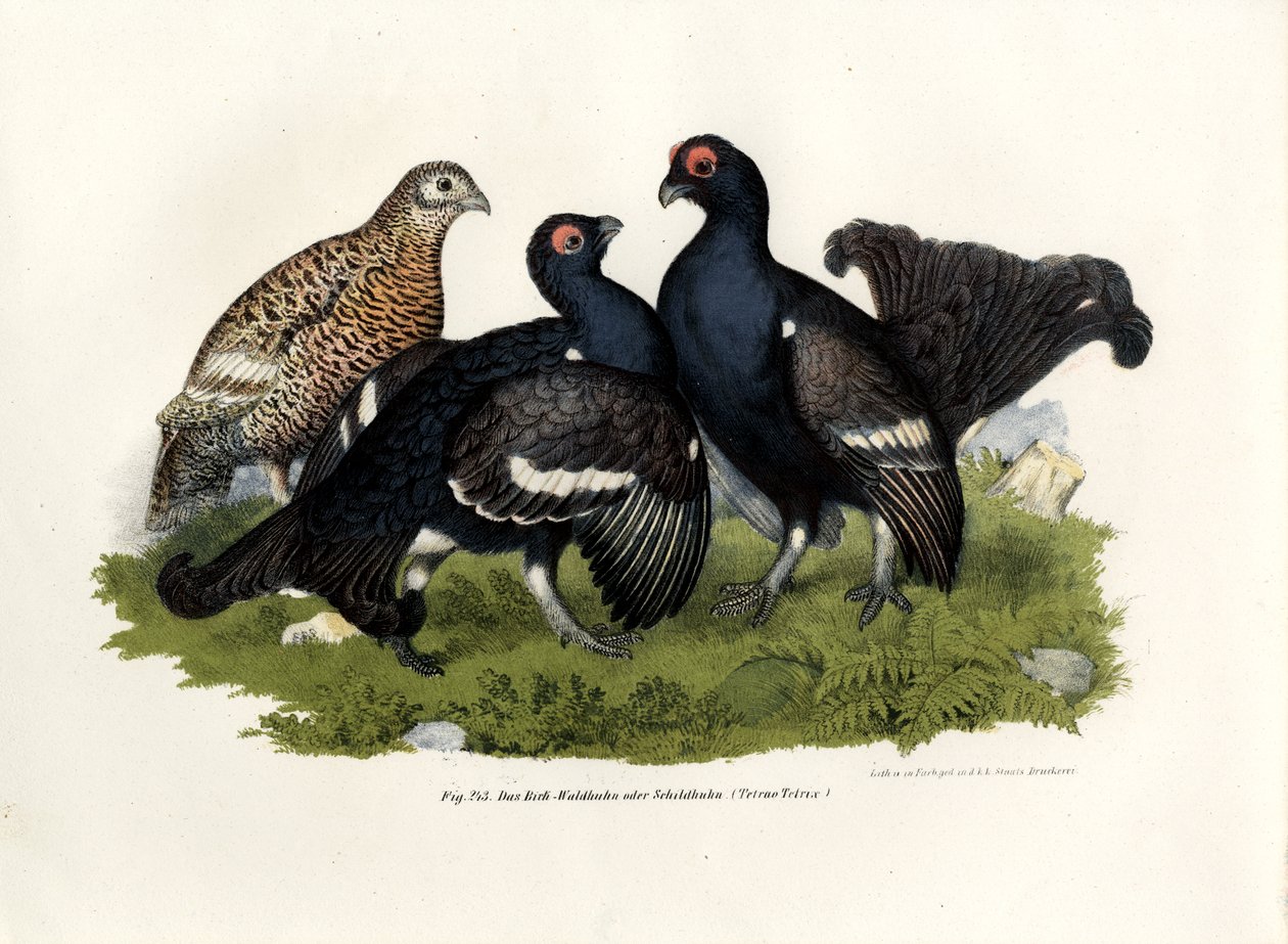 Ryper, 1864 af German School