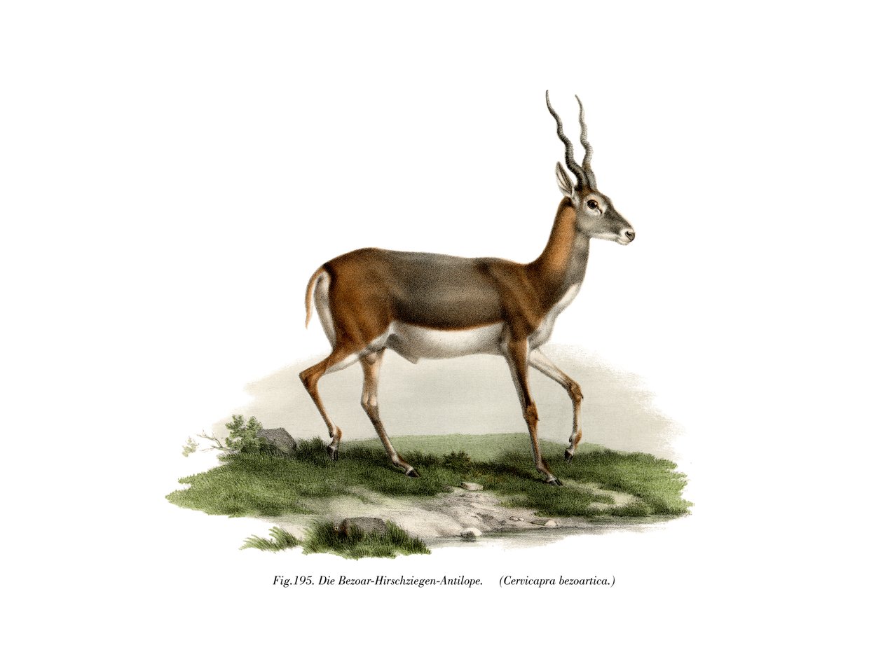 Blackbuck, 1860 af German School