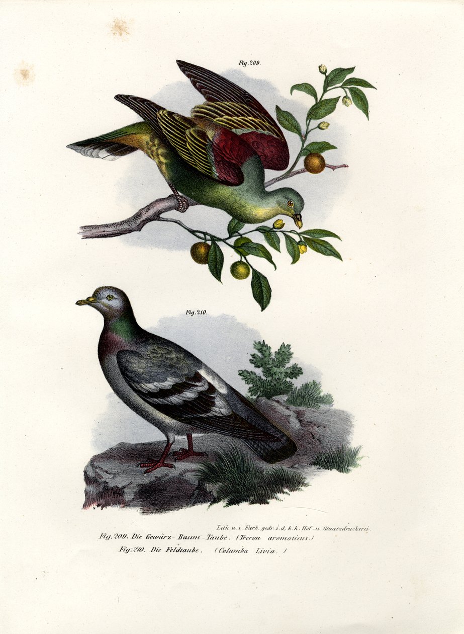 Buru Green Pigeon, 1864 af German School