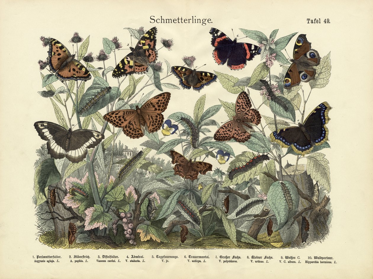 Sommerfugle, ca. 1860 af German School