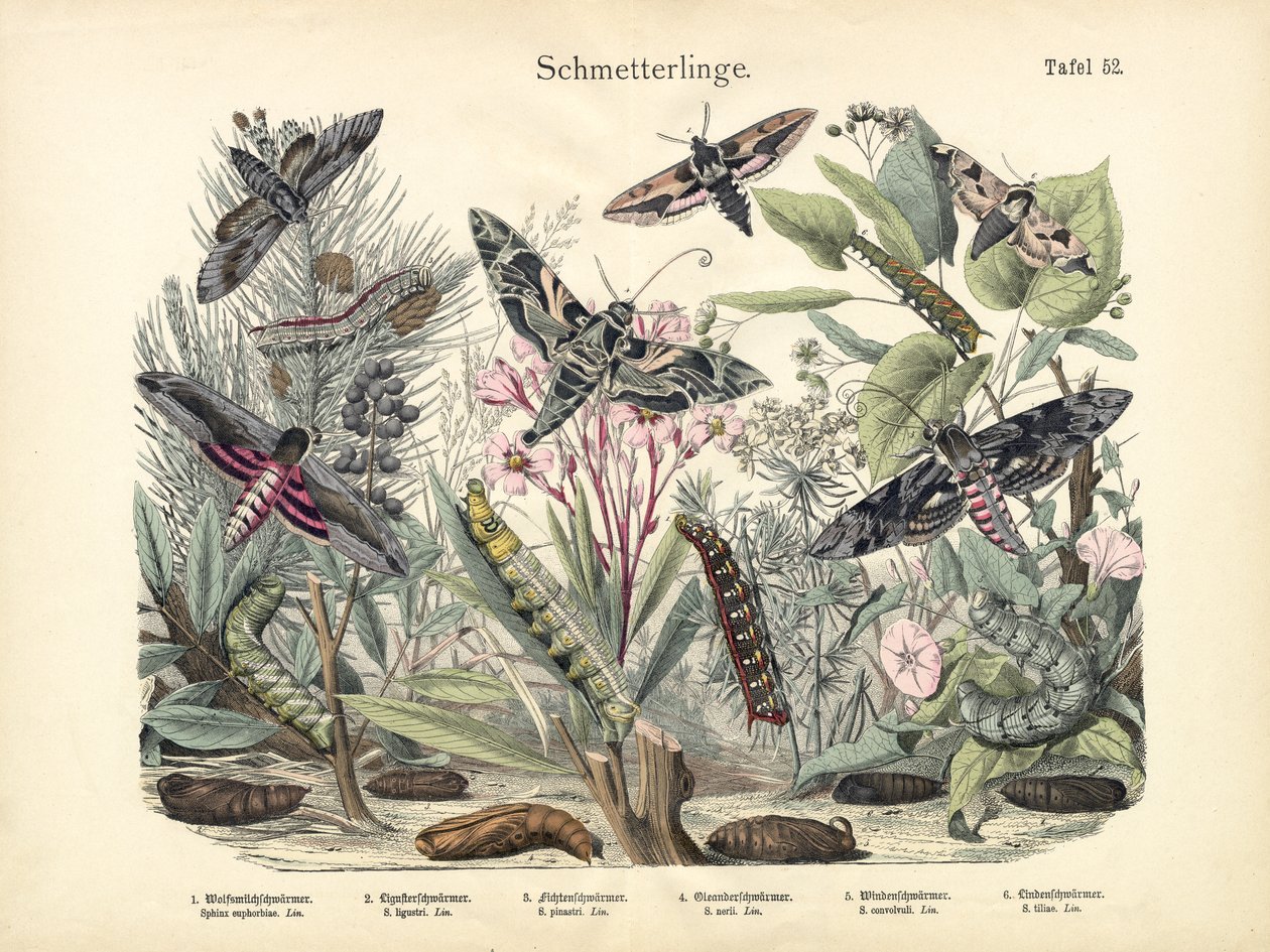 Sommerfugle, ca. 1860 af German School