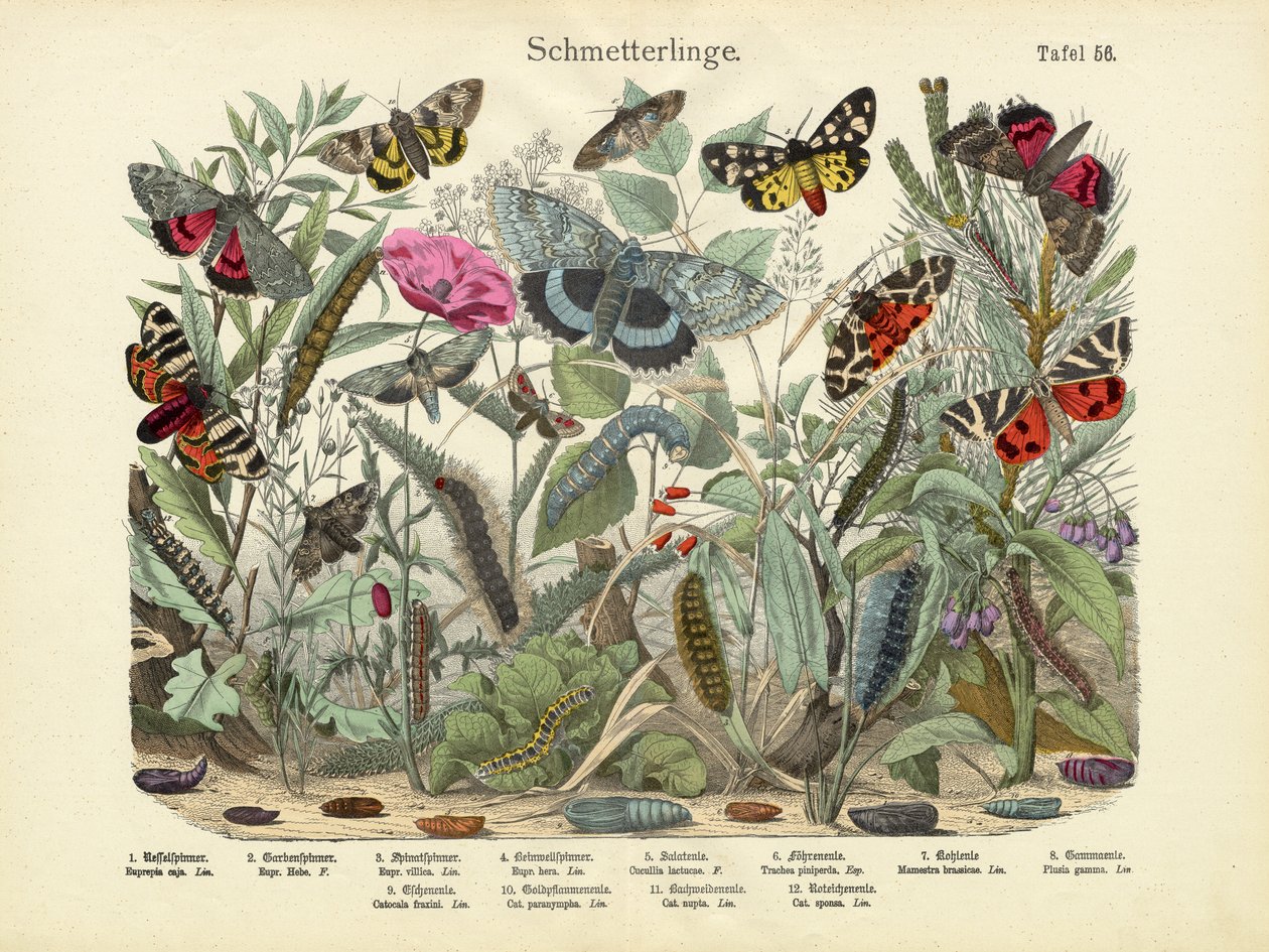 Sommerfugle, ca. 1860 af German School