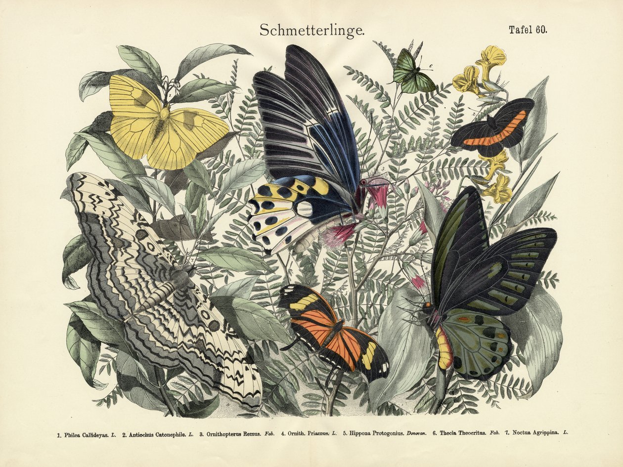 Sommerfugle, ca. 1860 af German School