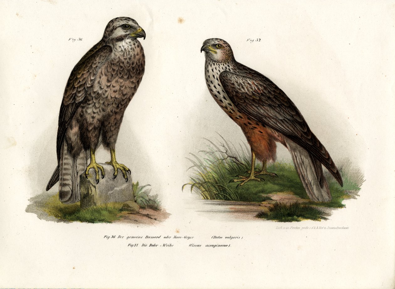 Buzzard, 1864 af German School