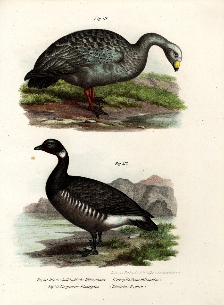 Cereopsis gås, 1864 af German School