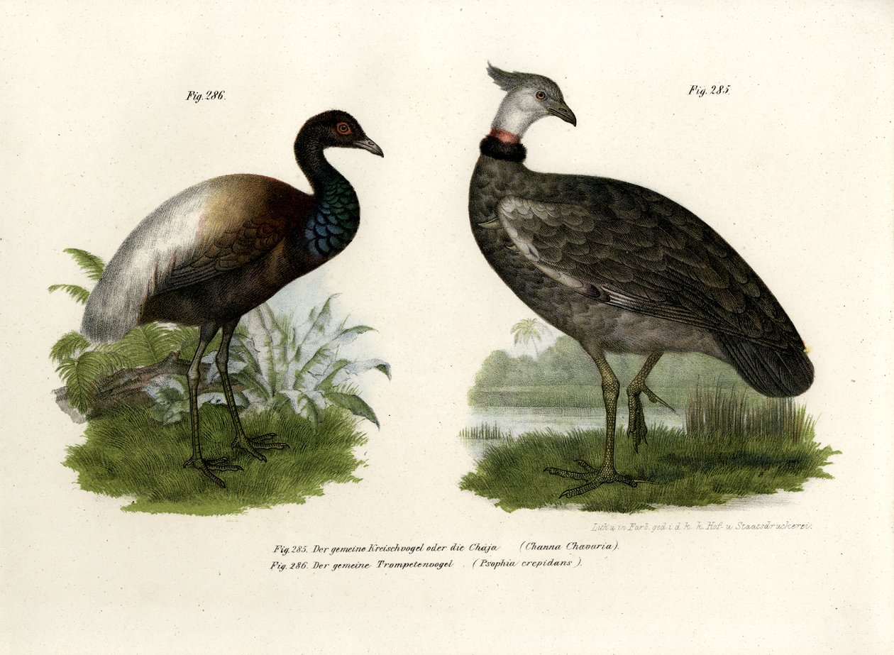 Chaja Bird, 1864 af German School