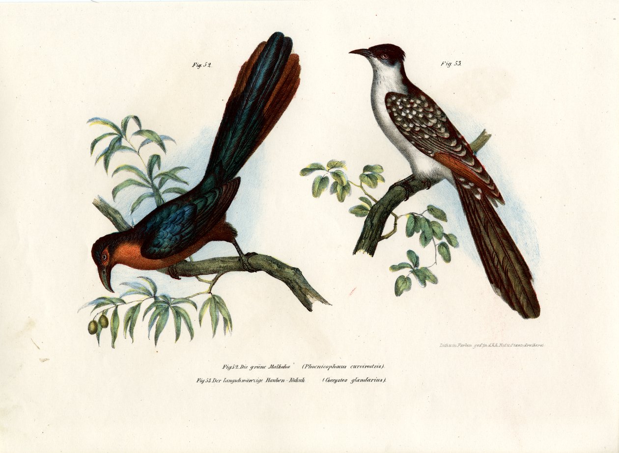 Kastanjebrystet Malkoha, 1864 af German School