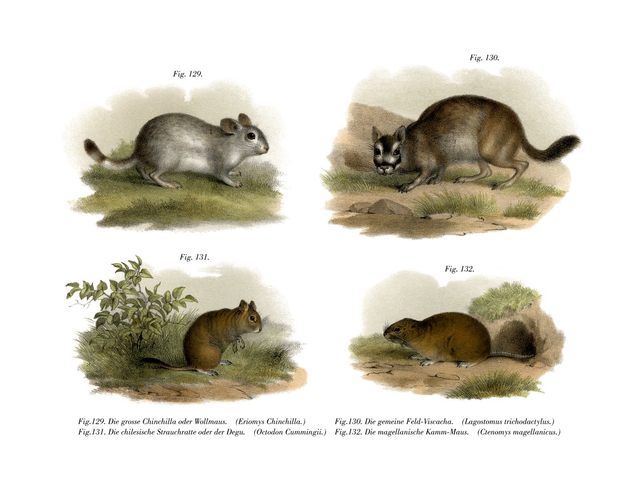 Chinchilla, 1860 af German School
