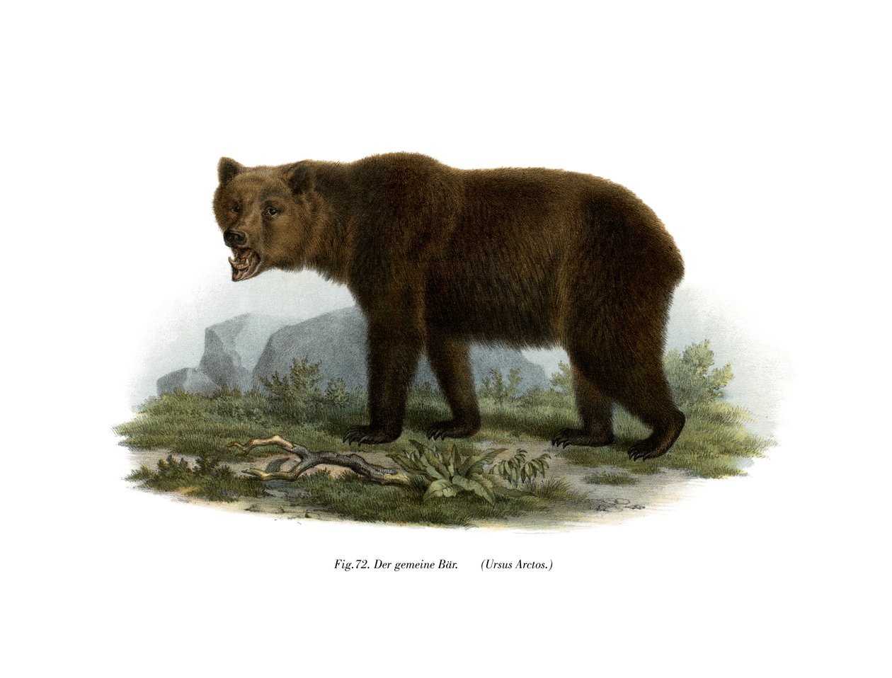 Almindelig bjørn, 1860 af German School