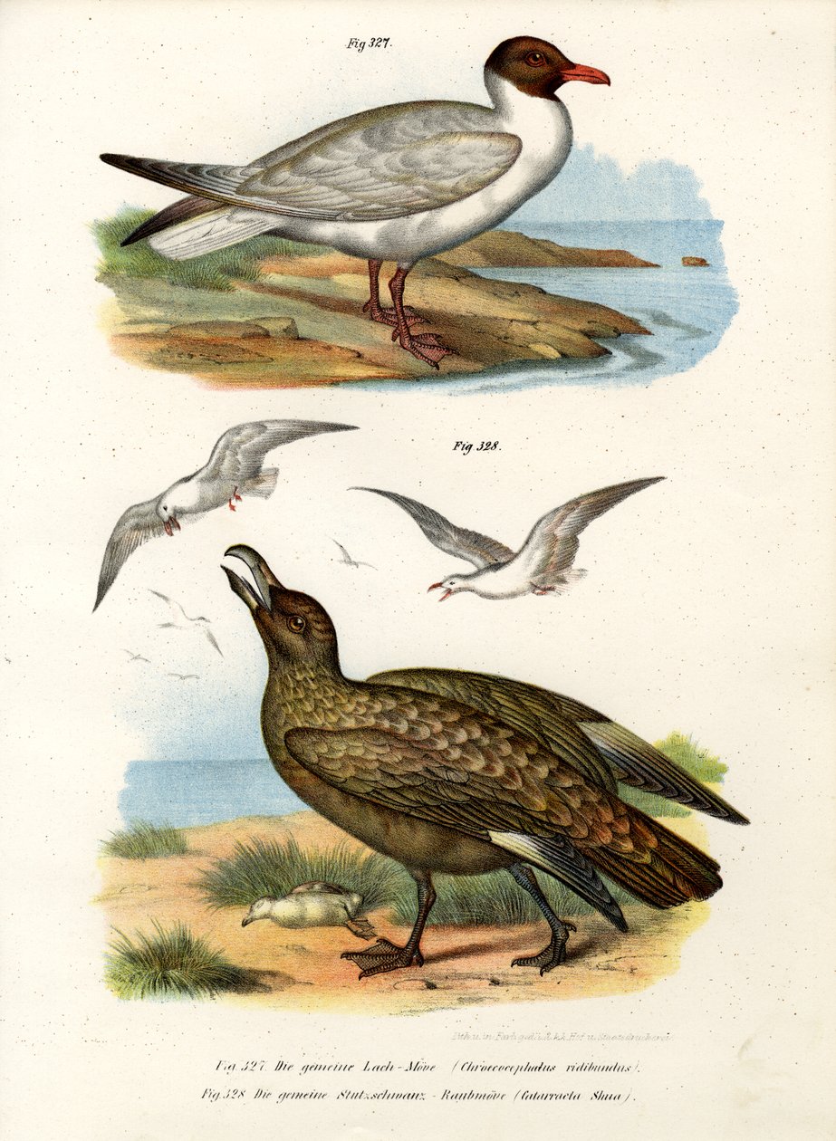 Almindelig Sorthovedet Måge, 1864 af German School