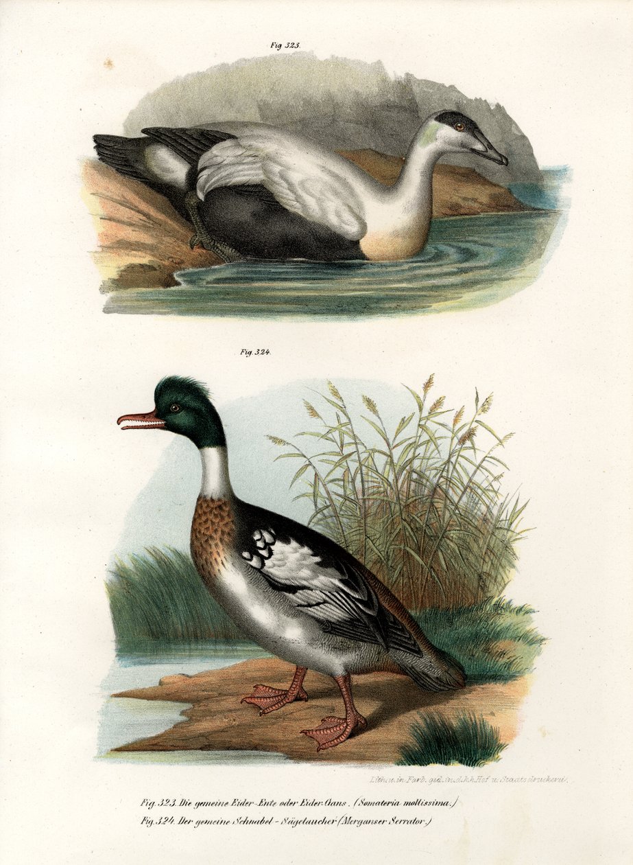 Ærfugl, 1864 af German School