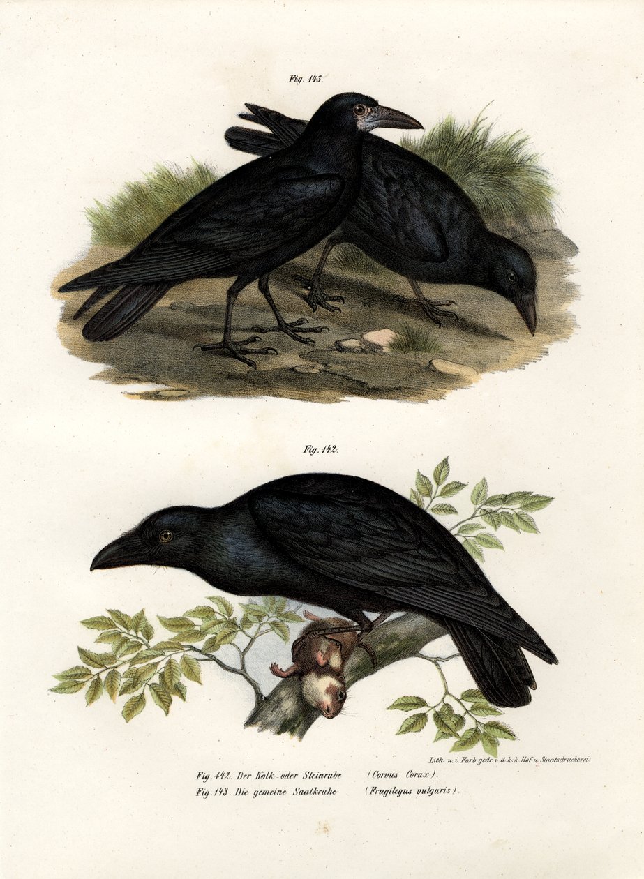 Almindelig ravn, 1864 af German School