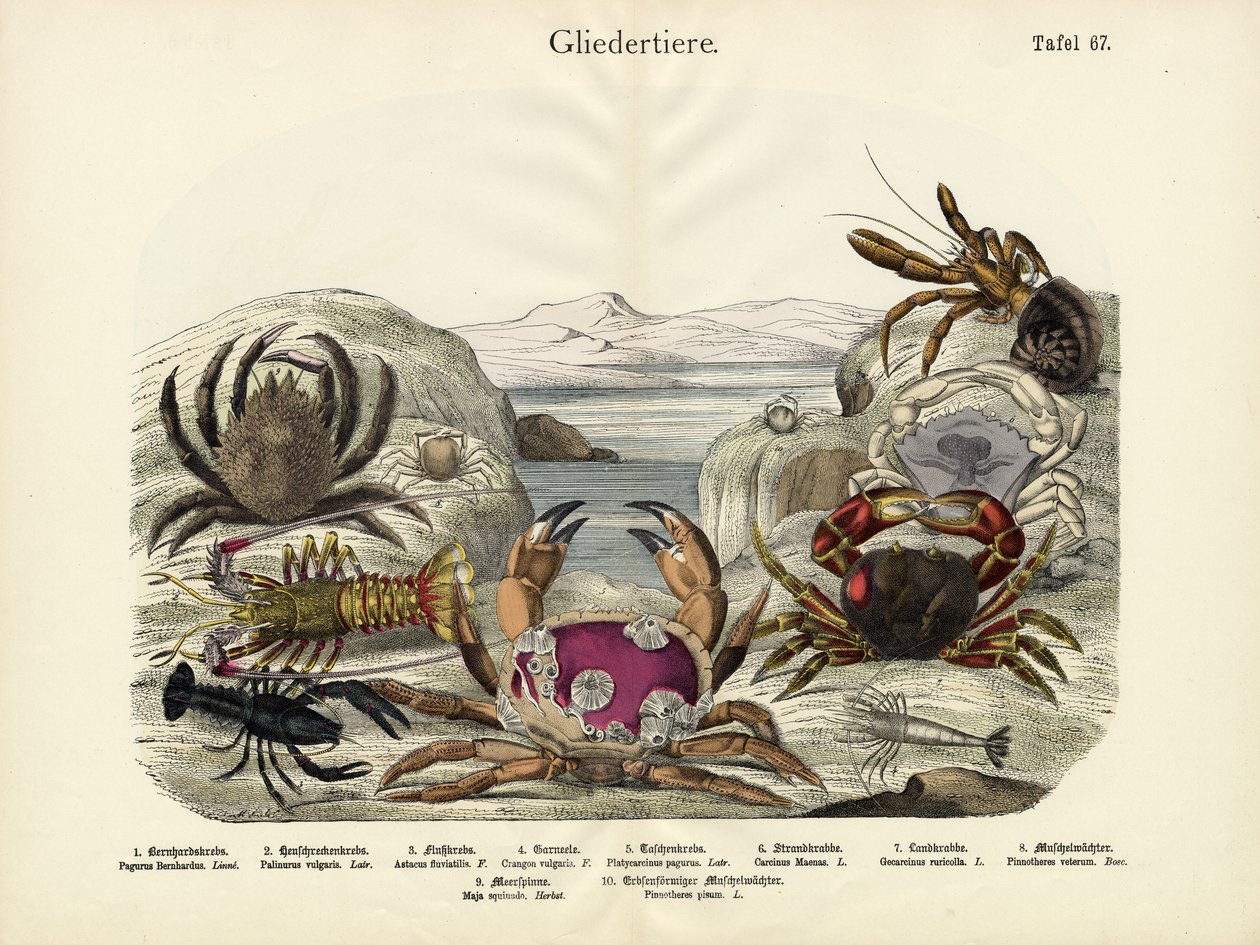Krabber, ca. 1860 af German School