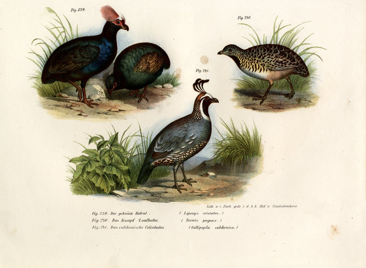 Crested Wood Agerhøne, 1864 af German School