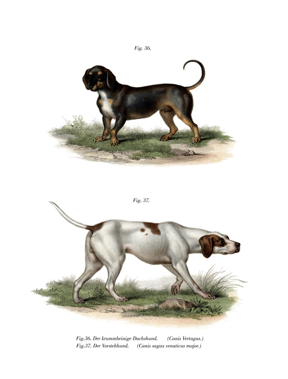 Gravhund, 1860 af German School
