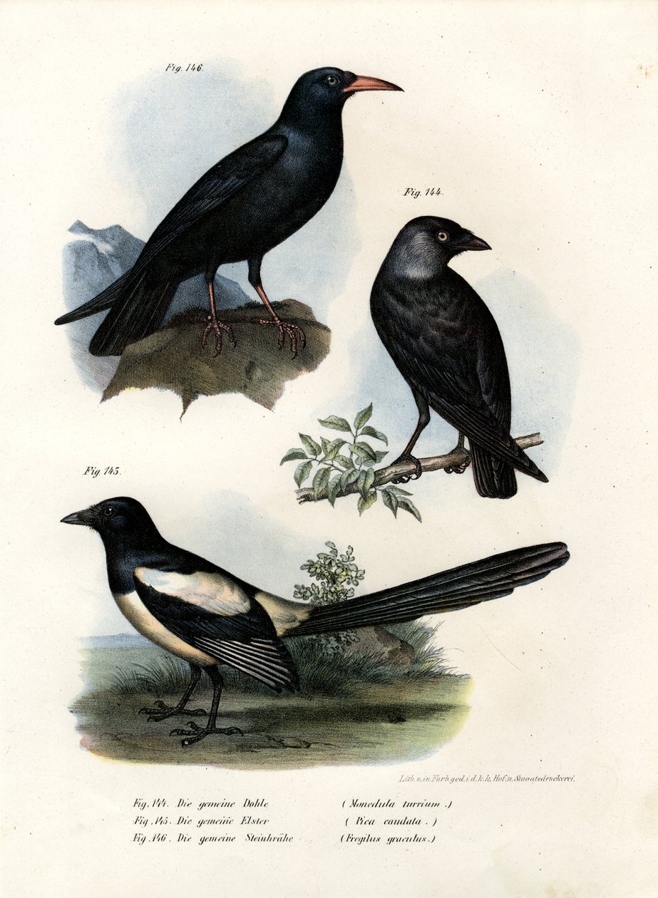 Daw, 1864 af German School
