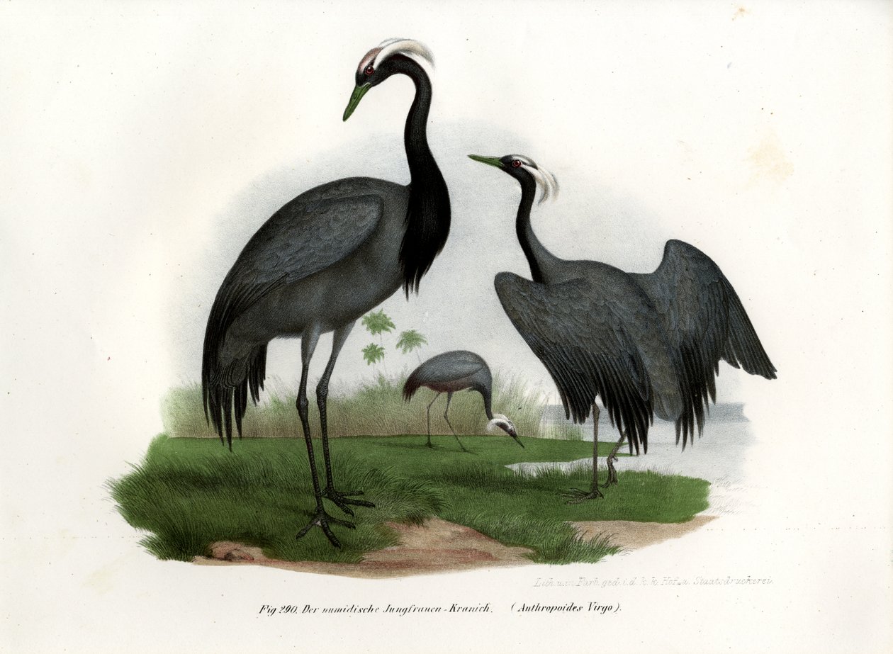 Miss Crane, 1864 af German School