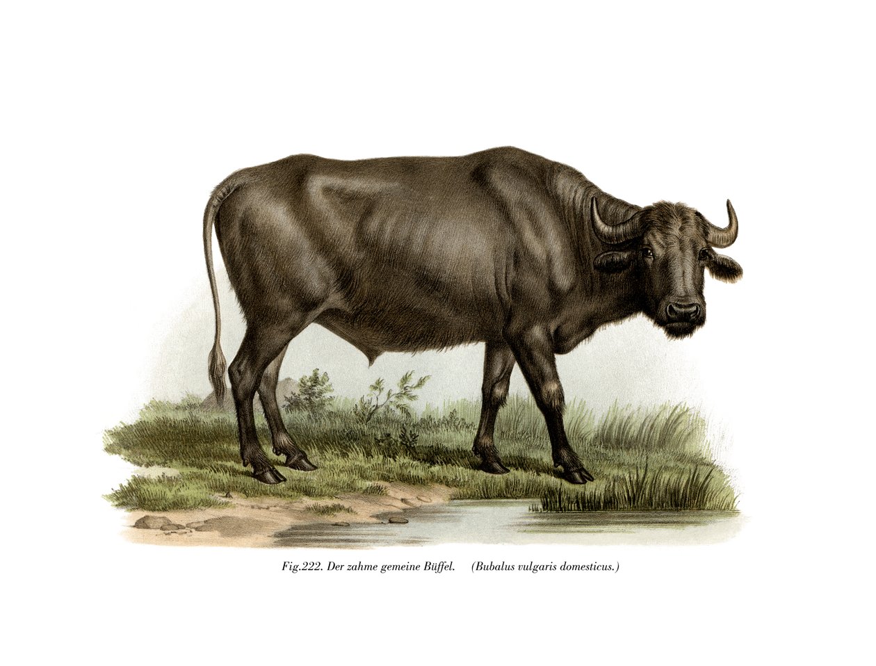 Domestic Buffalo, 1860 af German School