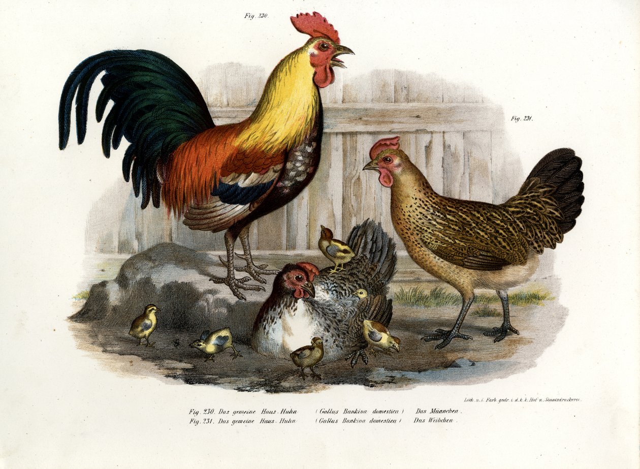 Tamhøns, 1864 af German School