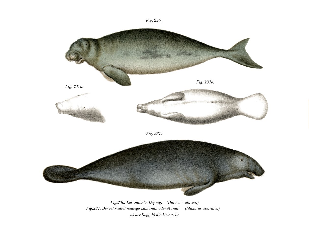 Dugong, 1860 af German School