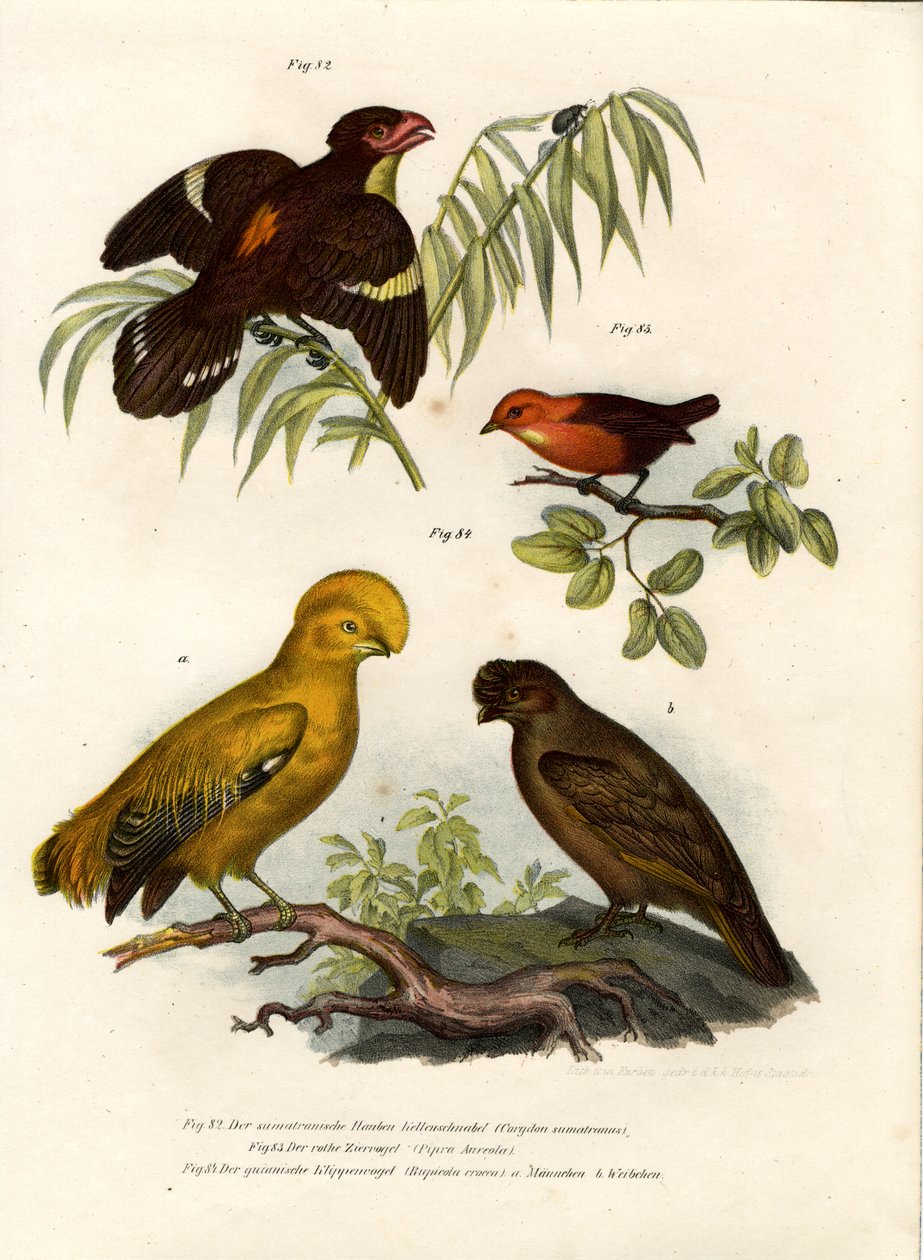 Dusky Broadbill, 1864 af German School