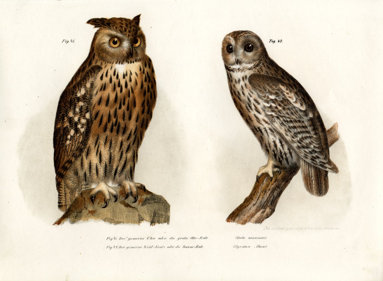 Ørneugle, 1864 af German School