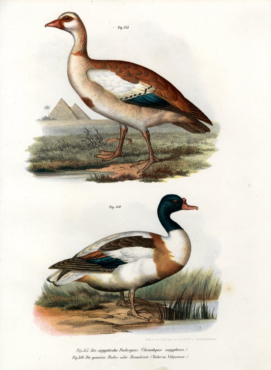 Egyptisk gås, 1864 af German School