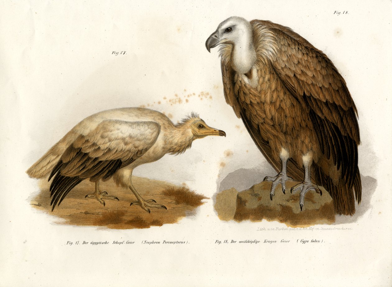 Egyptisk grib, 1864 af German School